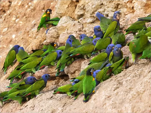 Blue Headed Pionus  /  Blue Headed Parrot Tambopata Nature Reserve Peru