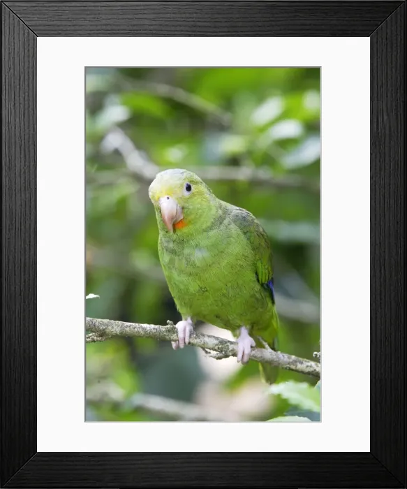 Framed Print : toui de deville Framed Print : toui de deville