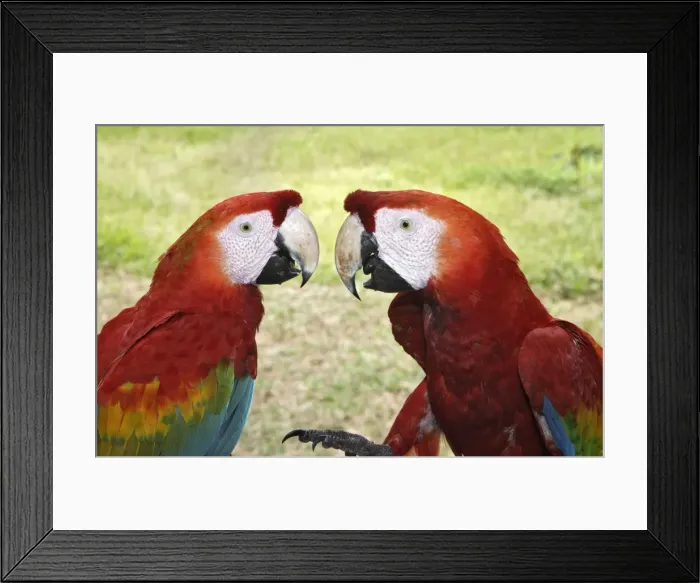 Framed Print : ara rouge. WAT-13751. Scarlet Macaw. Tambopata Research Centre Amazon Peru Framed Print : ara rouge. WAT-13751. Scarlet Macaw. Tambopata Research Centre Amazon Peru