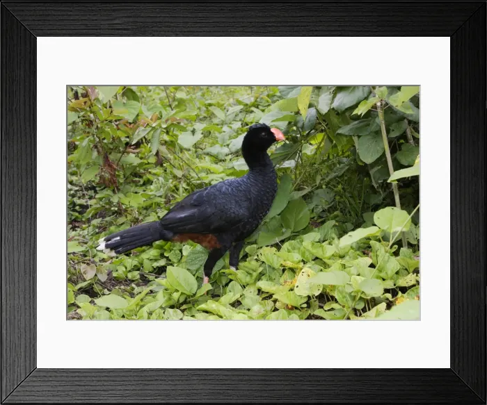 Framed Print : hocco mitou Framed Print : hocco mitou