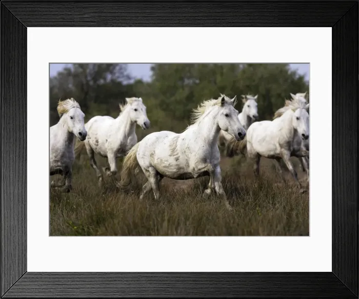 Framed Print : Cheval camargue