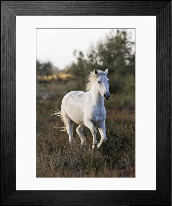 Framed Print : Cheval camargue