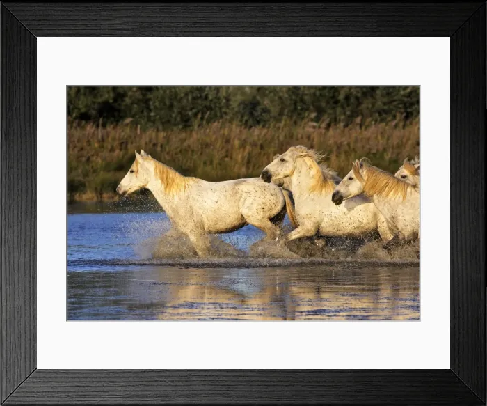 Framed Print : Cheval camargue Framed Print : Cheval camargue