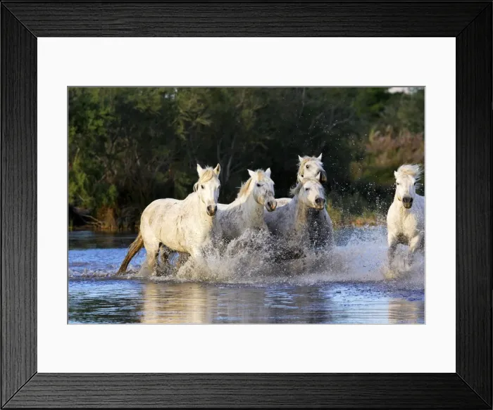 Framed Print : Cheval camargue Framed Print : Cheval camargue