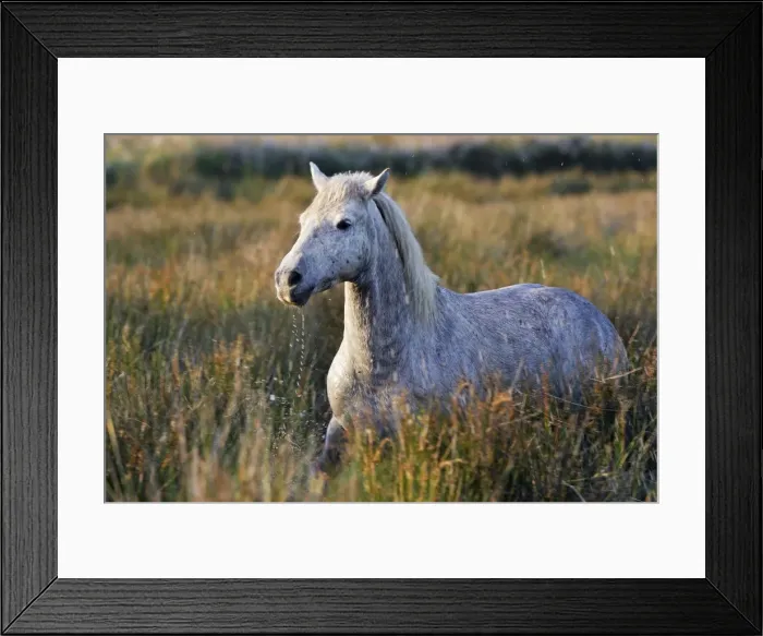 Framed Print : Cheval camargue Framed Print : Cheval camargue