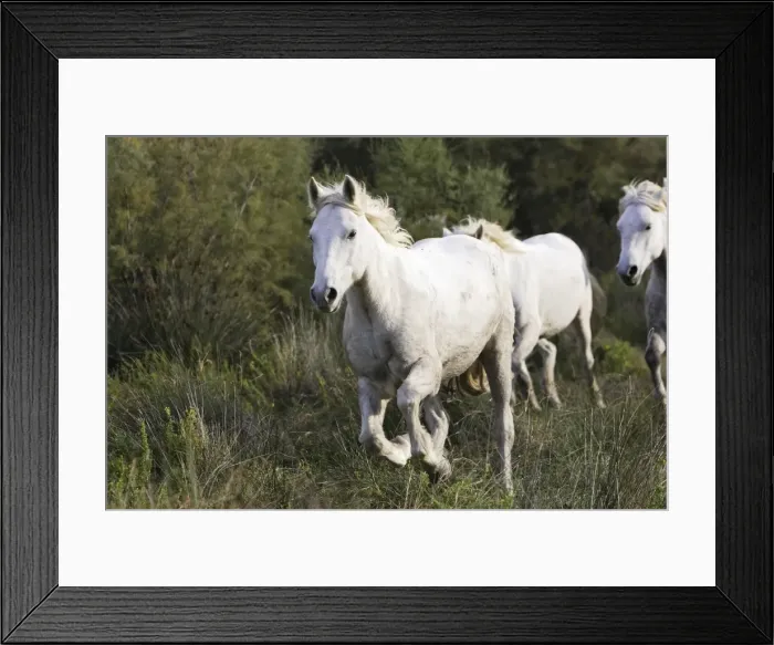 Framed Print : Cheval camargue Framed Print : Cheval camargue