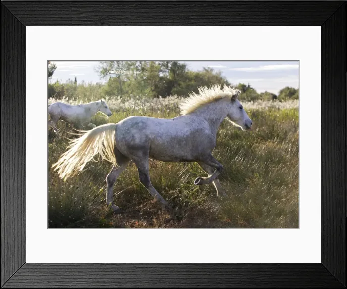 Framed Print : Cheval camargue Framed Print : Cheval camargue