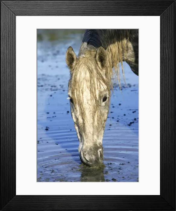 Framed Print : Cheval camargue Framed Print : Cheval camargue