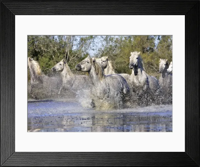 Framed Print : Cheval camargue Framed Print : Cheval camargue