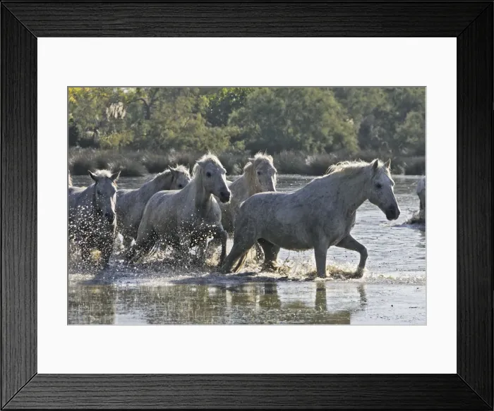 Framed Print : Cheval camargue Framed Print : Cheval camargue