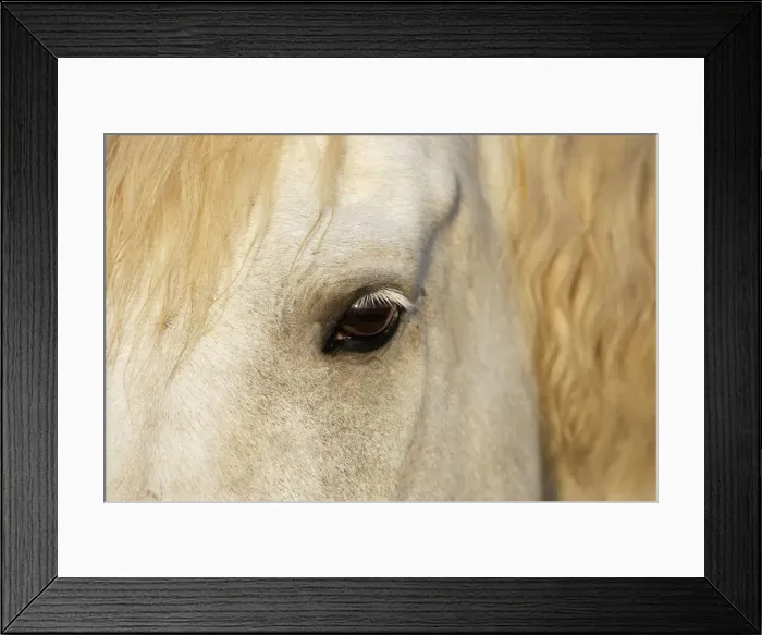 Framed Print : Cheval camargue