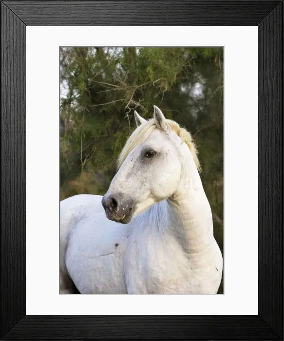 Framed Print : Cheval camargue Framed Print : Cheval camargue