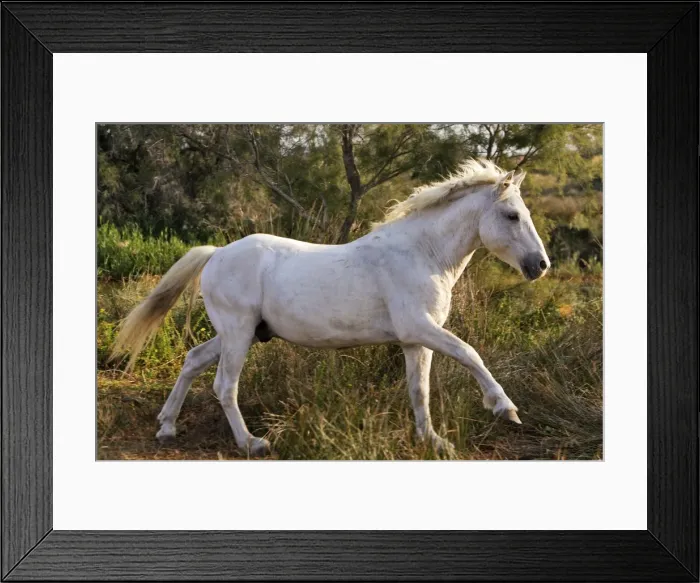 Framed Print : Cheval camargue Framed Print : Cheval camargue
