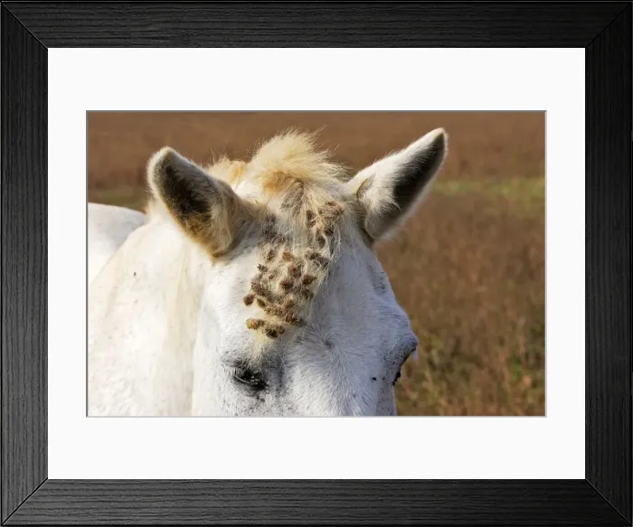 Framed Print : Cheval camargue avec fruits de bardane Framed Print : Cheval camargue avec fruits de bardane