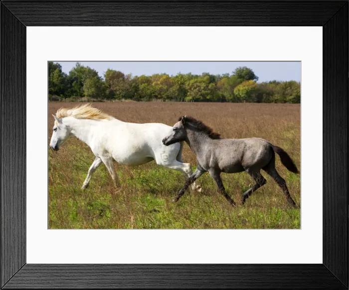 Framed Print : Cheval camargue Framed Print : Cheval camargue