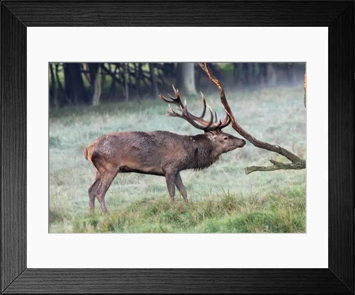 Framed Print : cerf elaphe male Framed Print : cerf elaphe male