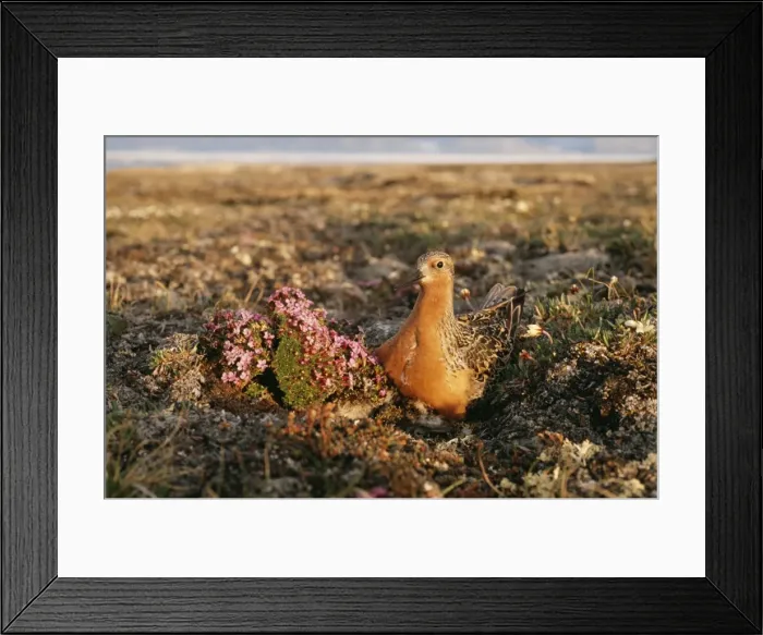Framed Print : Red Knot N. E. Greenland Framed Print : Red Knot N. E. Greenland