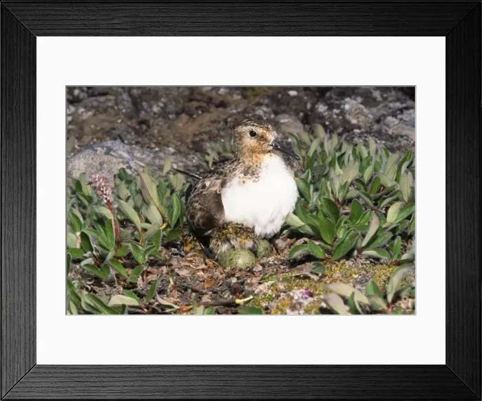 Framed Print : Sanderling - on eggs Framed Print : Sanderling - on eggs