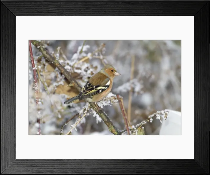 Framed Print : Chafinch. WAT-2024. CHAFFINCH - ON SNOWY BRANCH Framed Print : Chafinch. WAT-2024. CHAFFINCH - ON SNOWY BRANCH