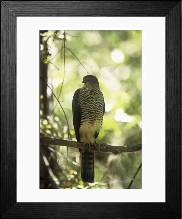 Framed Print : Hensts Goshawk Madagascar Framed Print : Hensts Goshawk Madagascar
