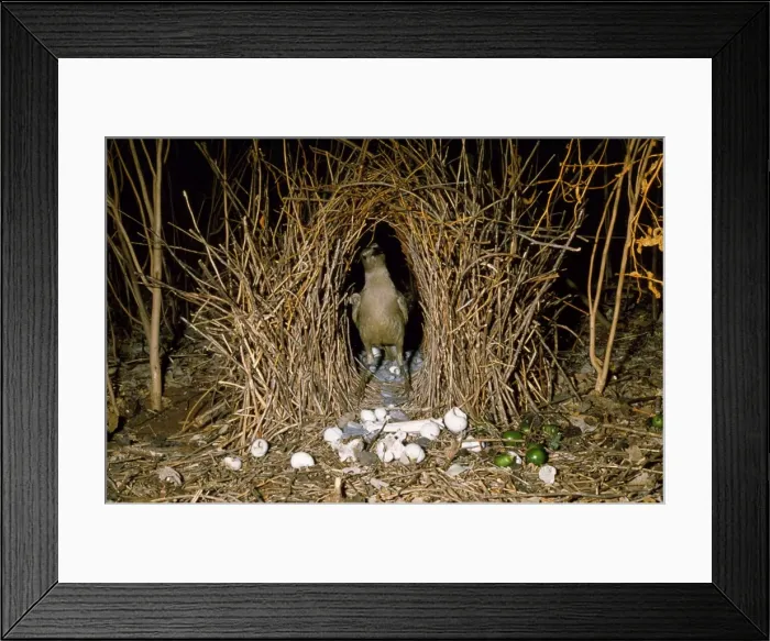 Framed Print : Great Grey Bowerbird Australia Framed Print : Great Grey Bowerbird Australia