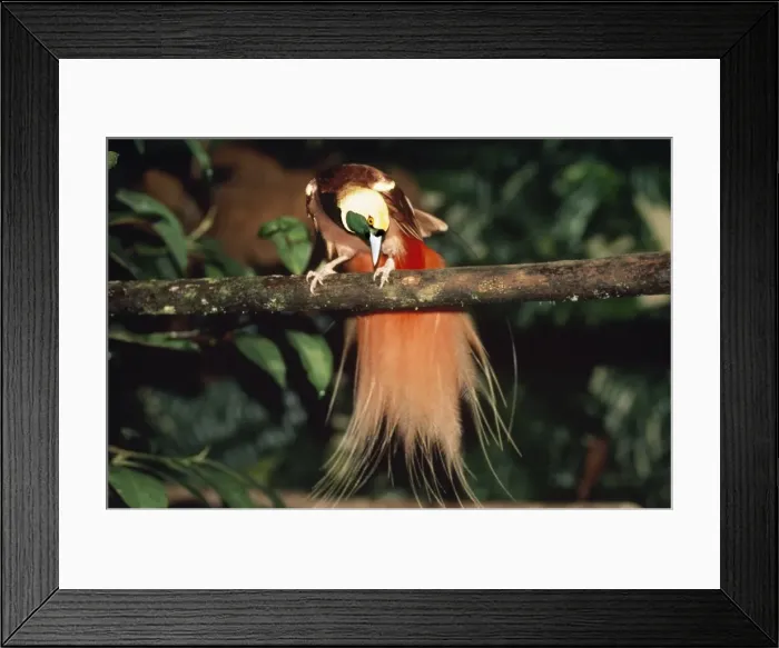 Framed Print : Raggiana Bird of Paradise Papua New Guinea Framed Print : Raggiana Bird of Paradise Papua New Guinea