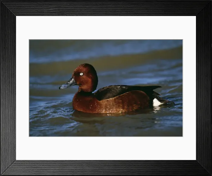 Framed Print : Ferruginous Duck Framed Print : Ferruginous Duck