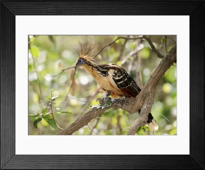 Framed Print : Hoatzin. WAT-3511. HOATZIN BIRD - on branch, side view Framed Print : Hoatzin. WAT-3511. HOATZIN BIRD - on branch, side view