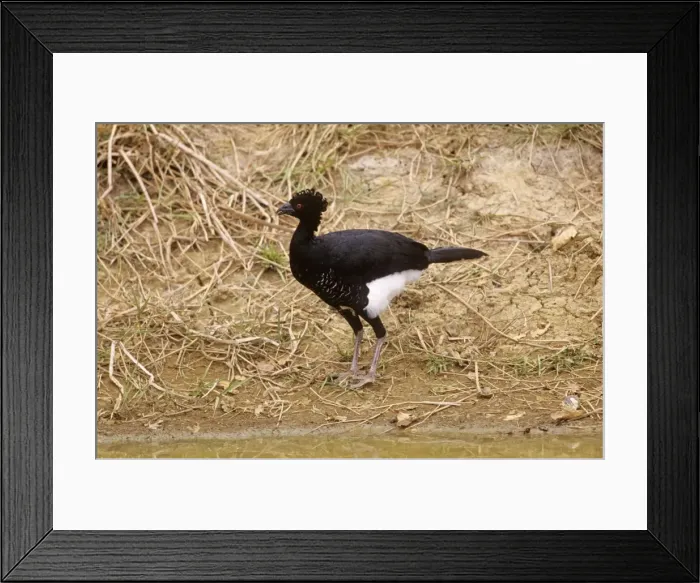 Framed Print : Yellow-knobbed Curassow Venezuela Framed Print : Yellow-knobbed Curassow Venezuela