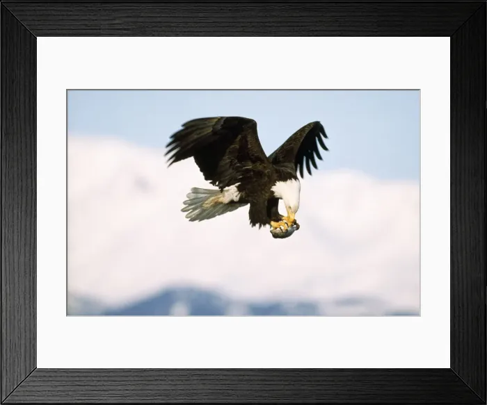 Framed Print : Bald Eagle - in flight with prey in claws Framed Print : Bald Eagle - in flight with prey in claws