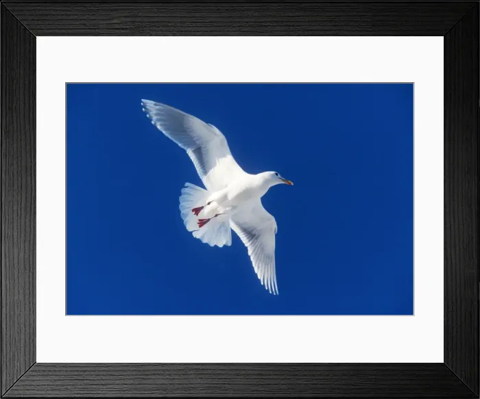Framed Print : Glaucous-winged Gull In flight Framed Print : Glaucous-winged Gull In flight