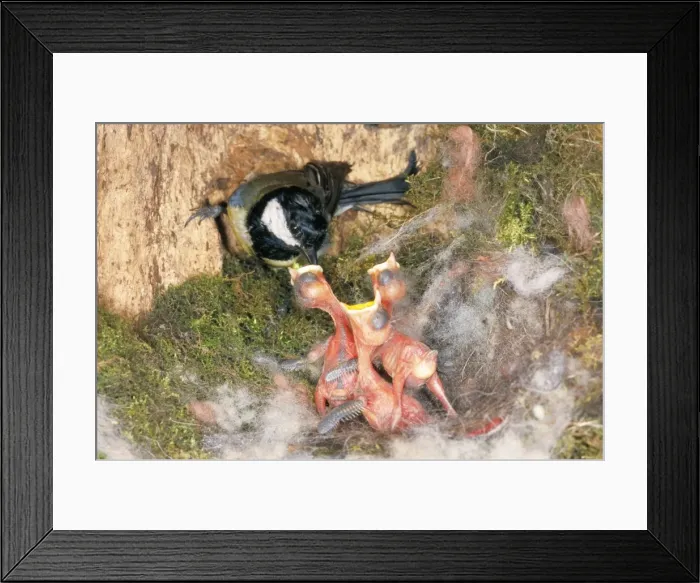 Framed Print : Great Tit - feeding young Framed Print : Great Tit - feeding young