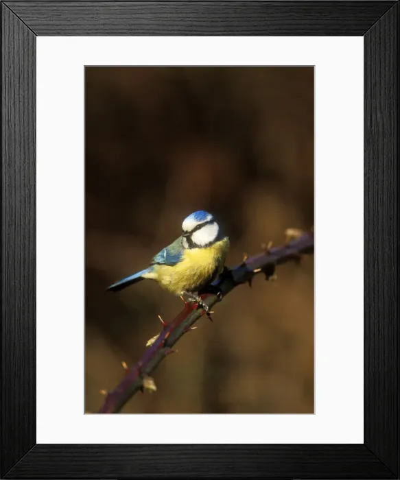 Framed Print : Blue Tit. WAT-43. Blue Tit - perched on stem Framed Print : Blue Tit. WAT-43. Blue Tit - perched on stem