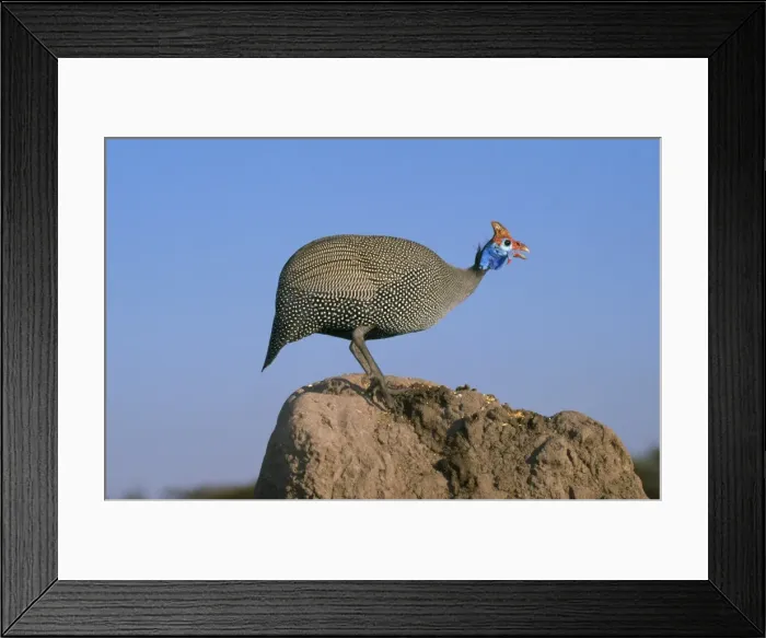 Framed Print : Helmeted Guineafowl - alarm call by look out bird Framed Print : Helmeted Guineafowl - alarm call by look out bird
