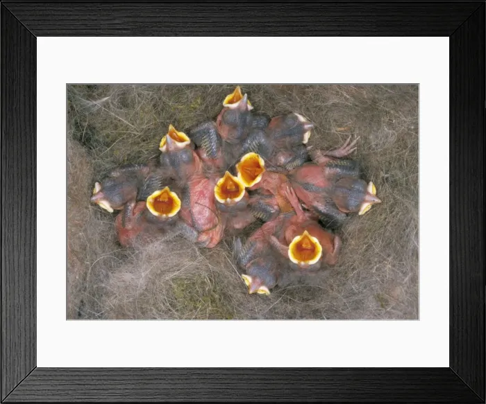 Framed Print : Great Tit - young, 6 days old Framed Print : Great Tit - young, 6 days old