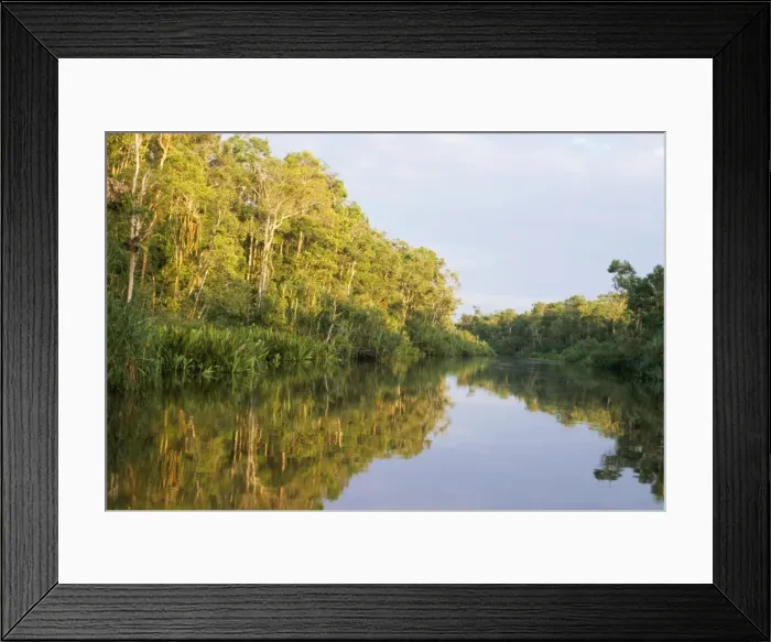 Framed Print : Borneo - river in rainforest Tanjung Puting National Park, Kalimantan, Indonesia Framed Print : Borneo - river in rainforest Tanjung Puting National Park, Kalimantan, Indonesia