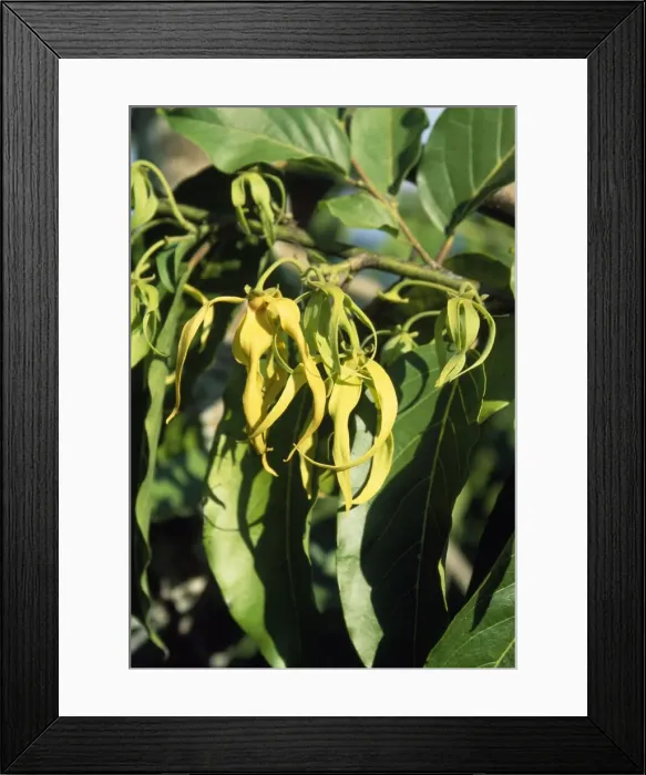 Framed Print : Ylang Ylang Mayotte Island, Comoros, Indian Ocean Framed Print : Ylang Ylang Mayotte Island, Comoros, Indian Ocean