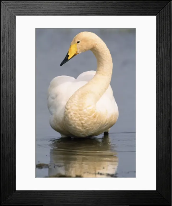Framed Print : Whooper Swan Framed Print : Whooper Swan