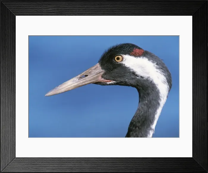 Framed Print : Common Crane - close-up of head Framed Print : Common Crane - close-up of head