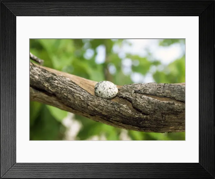 Framed Print : Fairy Tern Egg - on branch Framed Print : Fairy Tern Egg - on branch