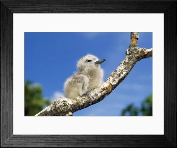 Framed Print : Fairy Tern - chick on branch Framed Print : Fairy Tern - chick on branch