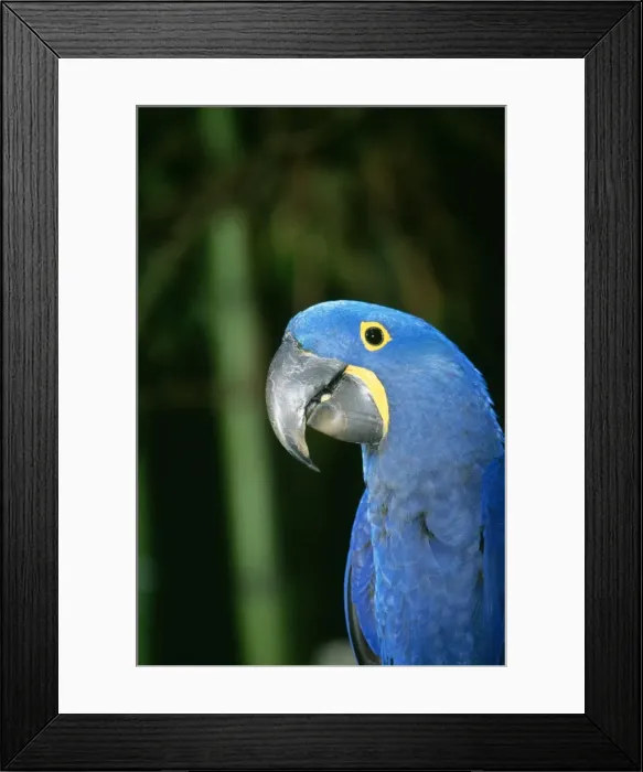 Framed Print : Hyacinth Macaw Framed Print : Hyacinth Macaw