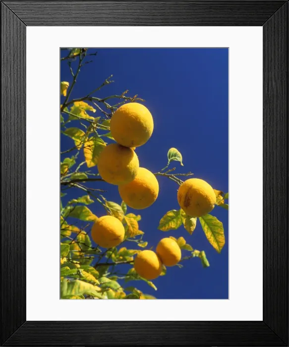 Framed Print : Oranges. WAT-5911. ORANGES - ON TREE WITH LEAVES Framed Print : Oranges. WAT-5911. ORANGES - ON TREE WITH LEAVES