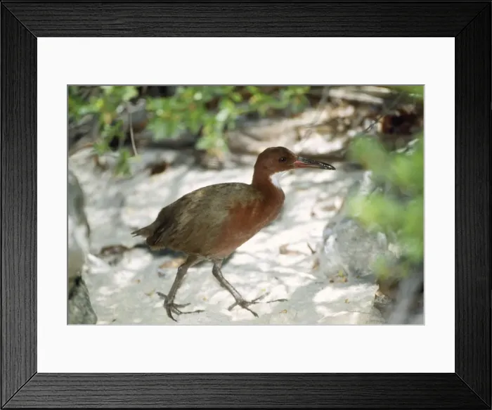 Framed Print : White-throated Rail Framed Print : White-throated Rail