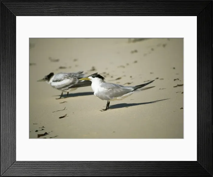 Framed Print : Crested Tern