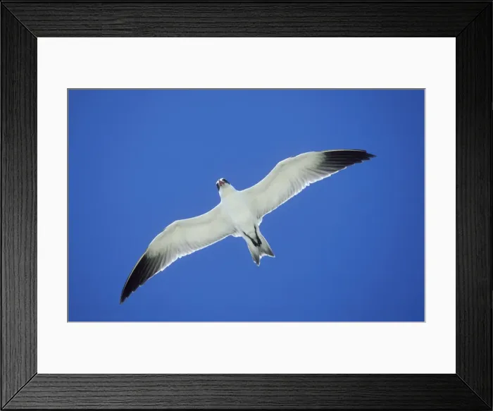 Framed Print : Crested Tern Aldabra, Seychelles Framed Print : Crested Tern Aldabra, Seychelles