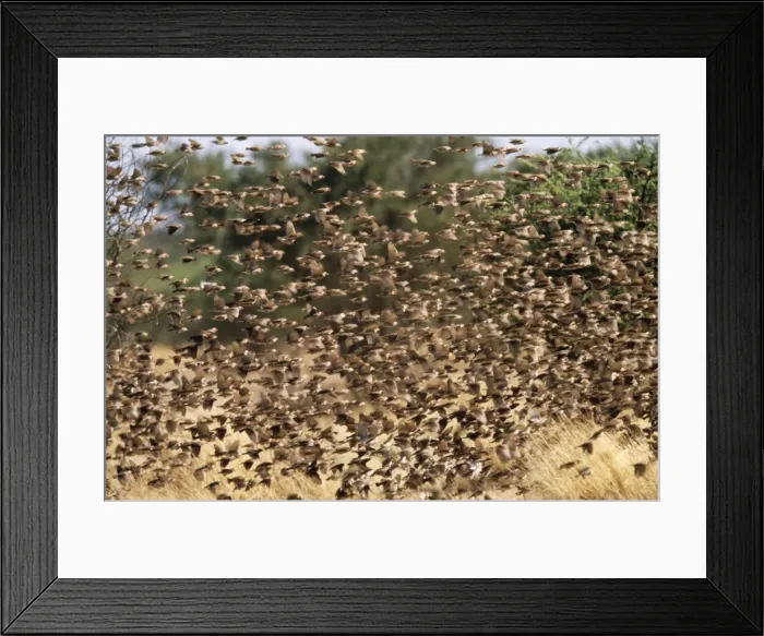 Framed Print : Red Billed Quelea Namibia, Africa Framed Print : Red Billed Quelea Namibia, Africa