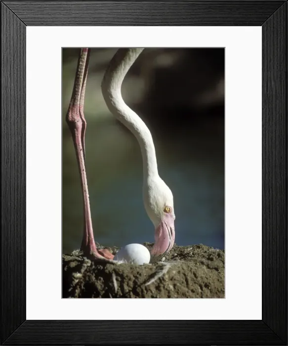 Framed Print : Greater Flamingo At nest Framed Print : Greater Flamingo At nest