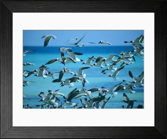 Framed Print : Laughing Gull - flock Framed Print : Laughing Gull - flock