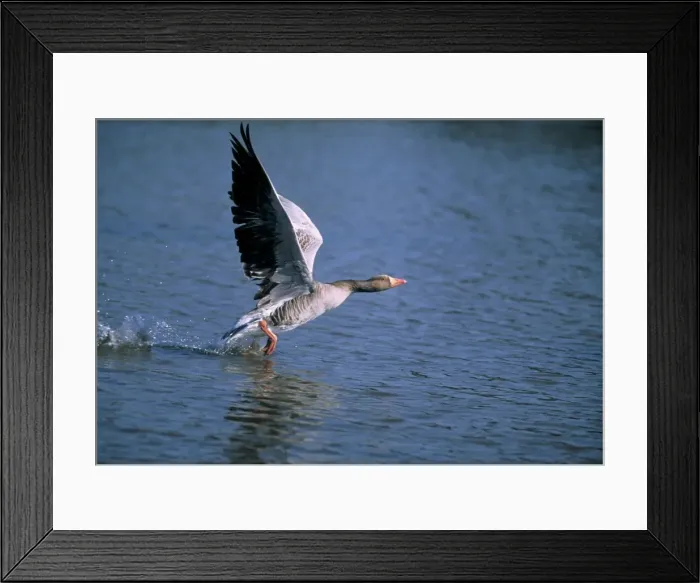 Framed Print : Greylay Goose - taking off Framed Print : Greylay Goose - taking off